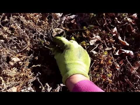 How to Finger Rake a Groundcover in Spring