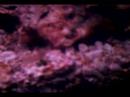 Zebra Lionfish Eats