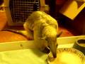 Anteater eating a creamcycle
