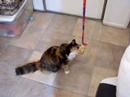 Mitzvah and the bird toy Mitzvah and the bird toy