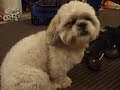 Pele the shih-tzu gets mad at his reflection