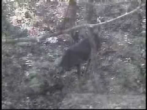 Public land doe kill