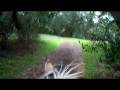videos de View from the back of a trotting Fjord horse in the woods.