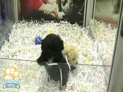 how to treat shih tzu fleas
