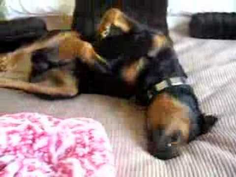 rottweilers
