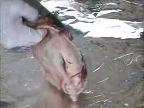 Boning a duck