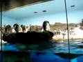 Penguins @ Sea World