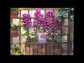 WALLFLOWER IN BLOOM by Claire Cook