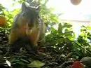 SKIPPY THE SQUIRREL #2