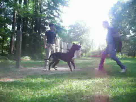 bandog