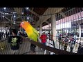 Lovebird ( KONSLET ) GENDEWO Goyang Dumang Di Ata
