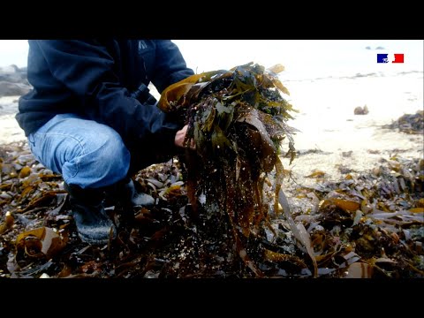 Natures humaines – la série : regardons vivre la laisse de mer !