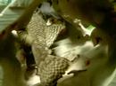 BN Plecs eggs 5 days 6 hours wigglers BN Plecs eggs 5 days 6 hours wigglers