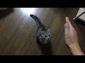 【アメショー 猫】飛びつきラムちゃん ラムちゃん