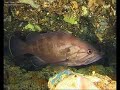 Argentario Diving Center