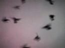 boids boids