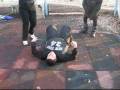 videos de Nathan Storm vs Xtro vs Jayleen Pt. 1