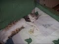 Tommy, il mio gattino Tommy Tommy, il mio gattino Tommy
