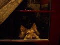 Jumping Dog - Perra con resortes