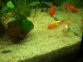 Acquario Orifiamma e Ranchu Acquario Orifiamma e Ranchu