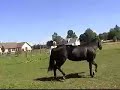 Kay Cee Leager broodmare Kay Cee Leager broodmare