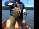 Black bass Paser