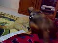 Такса Леди и Перс Лео