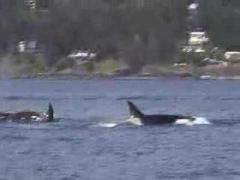 Transient Killer Whales chasing Porpoise