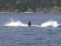Transient Killer Whales chasing Porpoise Transient Killer Whales chasing Porpoise