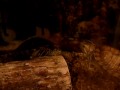 Red Eared Sliders