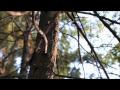 Furry Vengeance: Official Trailer [HD]