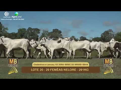 540� LEIL�O VIRTUAL MB LEIL�ES