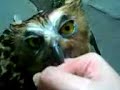 Owly bitting my hand
