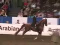 US Half-Arabian Country English Pls. Junior Horse Section B US Half-Arabian Country English Pls. Junior Horse Section B