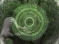 teaser control club