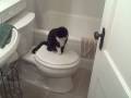 Pet under siege