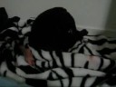 puppie dragged around by umbilical chord