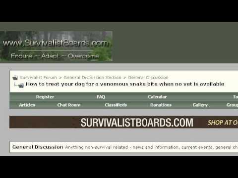 how to treat snake bites on dogs