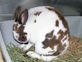 Rescue Oreo Bunkins