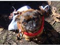 Pet Costumes (Dogs & Cats) - New for Halloween 2008. Get Your Pet Website!