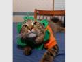 christmas cat clothes, cat wedding dress