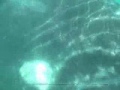 Ballena franca austral