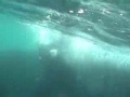 Ballena franca austral