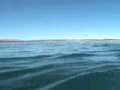Ballena franca austral