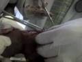 videos de LA MANO DESCALZA ACCIDENTE PITALITO OSWALDO BOLAÑOS