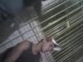 MOV00006