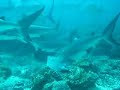 BUCEANDO CON TIBURONES EN ROATAN 2da.parte BUCEANDO CON TIBURONES EN ROATAN 2da.parte