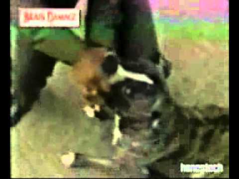 PERROS DE ATAQUE - Rip de
