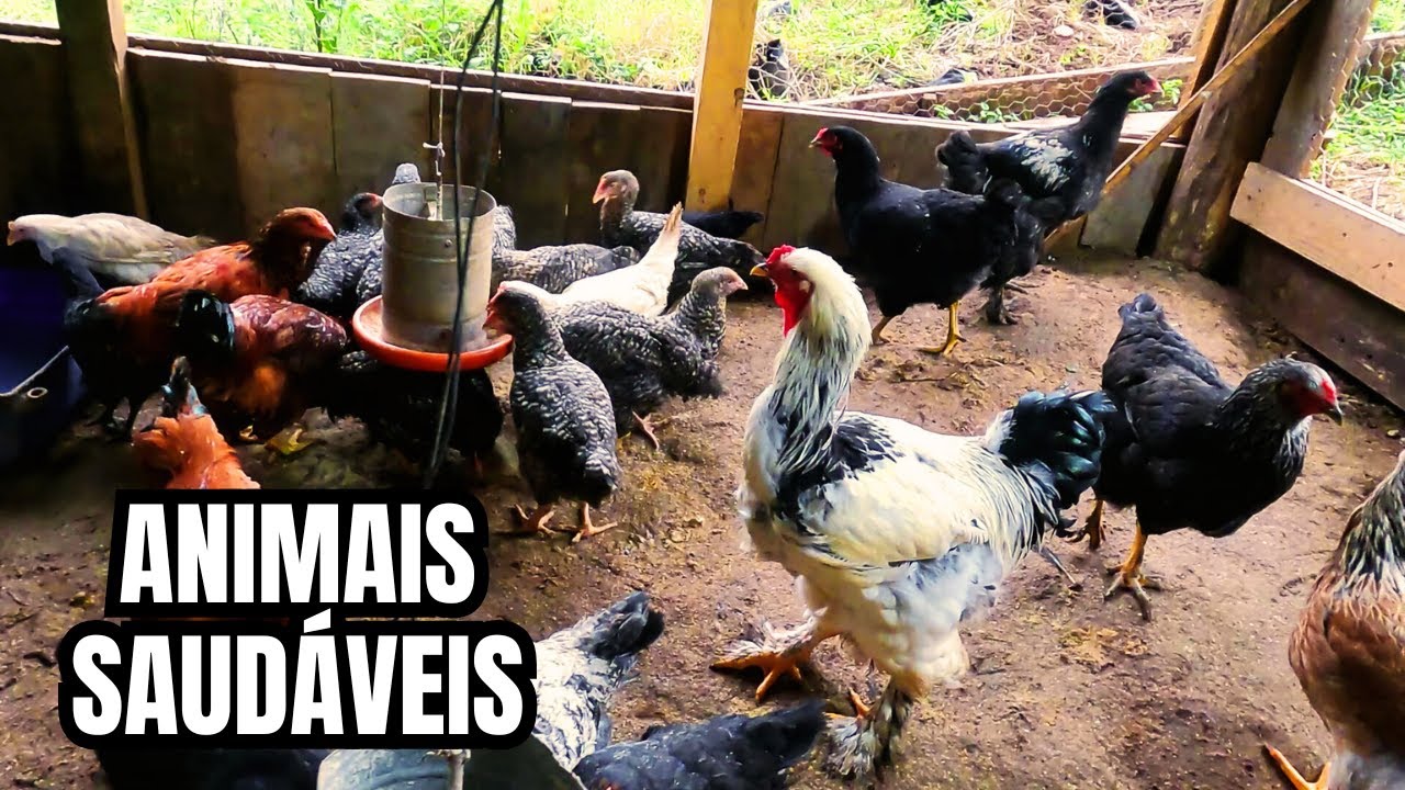 COMO TER UMA CRIAÇÃO LIVRE DE DOENÇAS