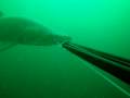 Diverting a sandtiger with a speargun